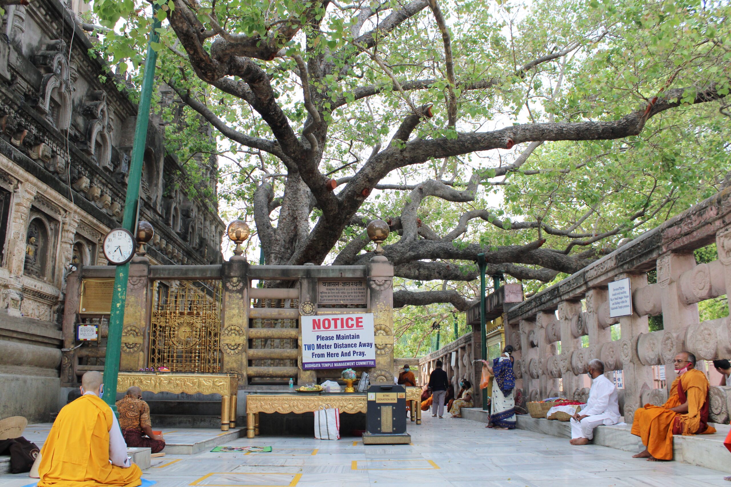 Boddho-tree-Gaya.in