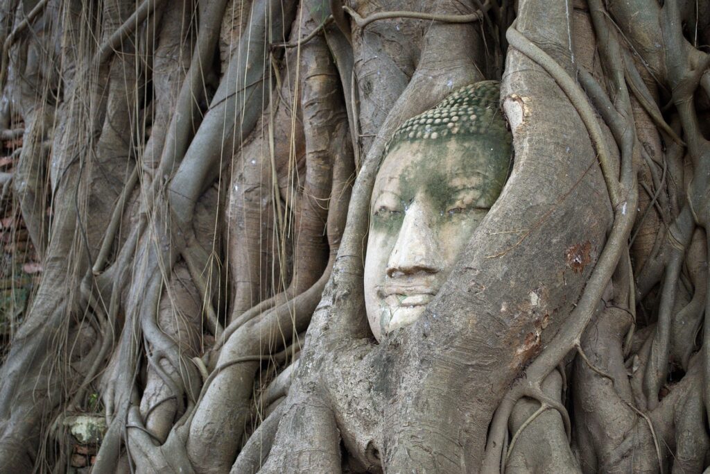 Bodhi Tree